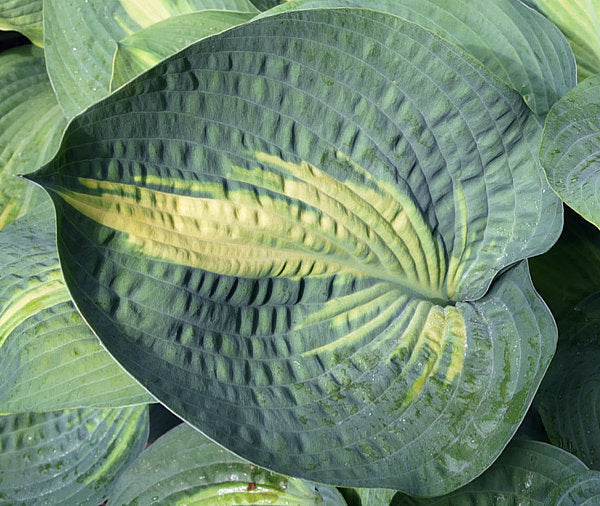 Hosta 'St. Paul'