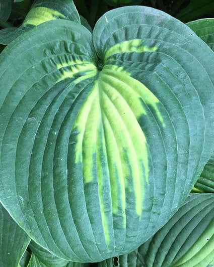 Hosta 'St. Paul'