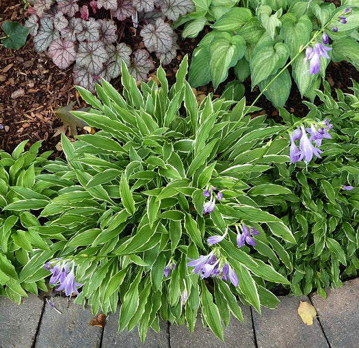Hosta 'Stiletto'