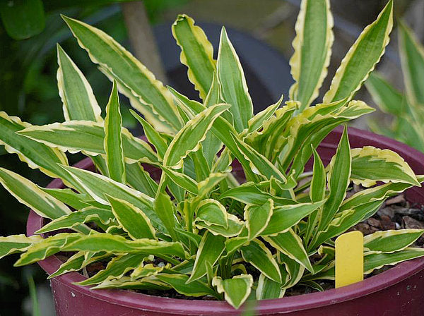 Hosta 'Stiletto'