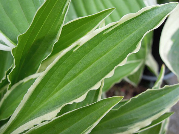 Hosta 'Stiletto'