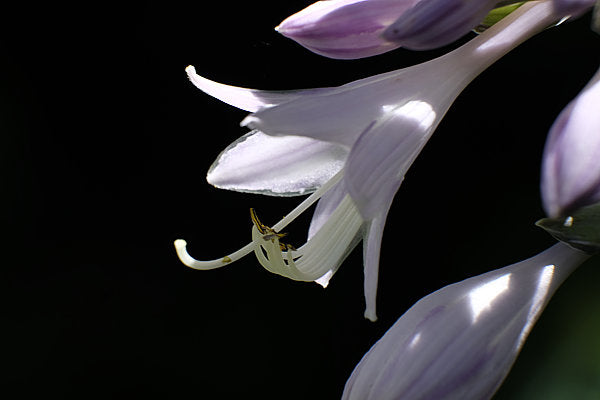 Hosta 'Striptease'