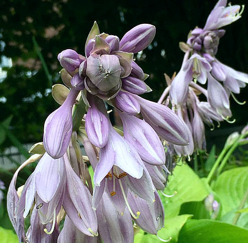 Hosta 'Sum and Substance'