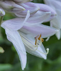Hosta 'Sum It Up'