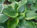 Hosta 'Sum of All'
