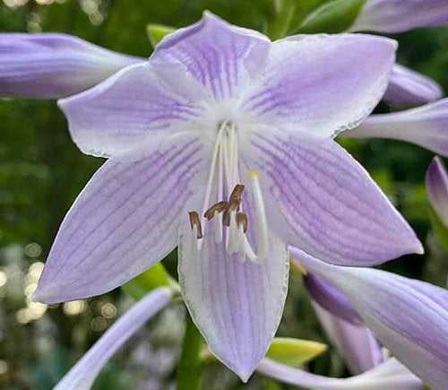 Hosta 'Summer Fragrance'