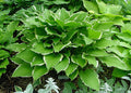 Hosta 'Summer Fragrance'