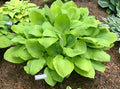 Hosta 'Sunny Delight'