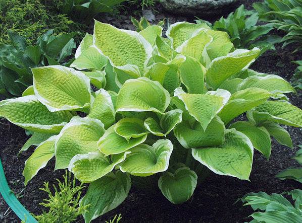 Hosta 'Sunshine Glory'