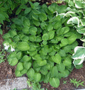 Hosta 'Teaspoon'