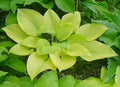 Hosta 'Thai Brass'