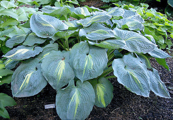 Hosta 'Thunderbolt'