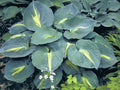 Hosta 'Thunderbolt'