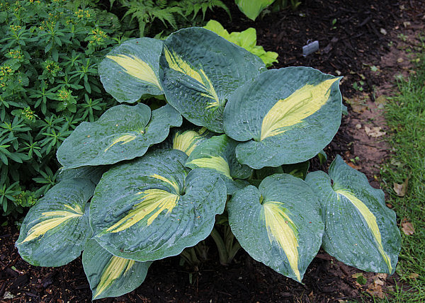 Hosta 'Thunderbolt'