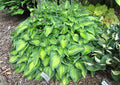 Hosta 'Tick Tock'
