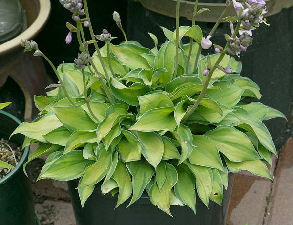 Hosta 'Tick Tock'
