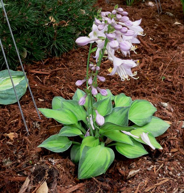 Hosta 'Tick Tock'