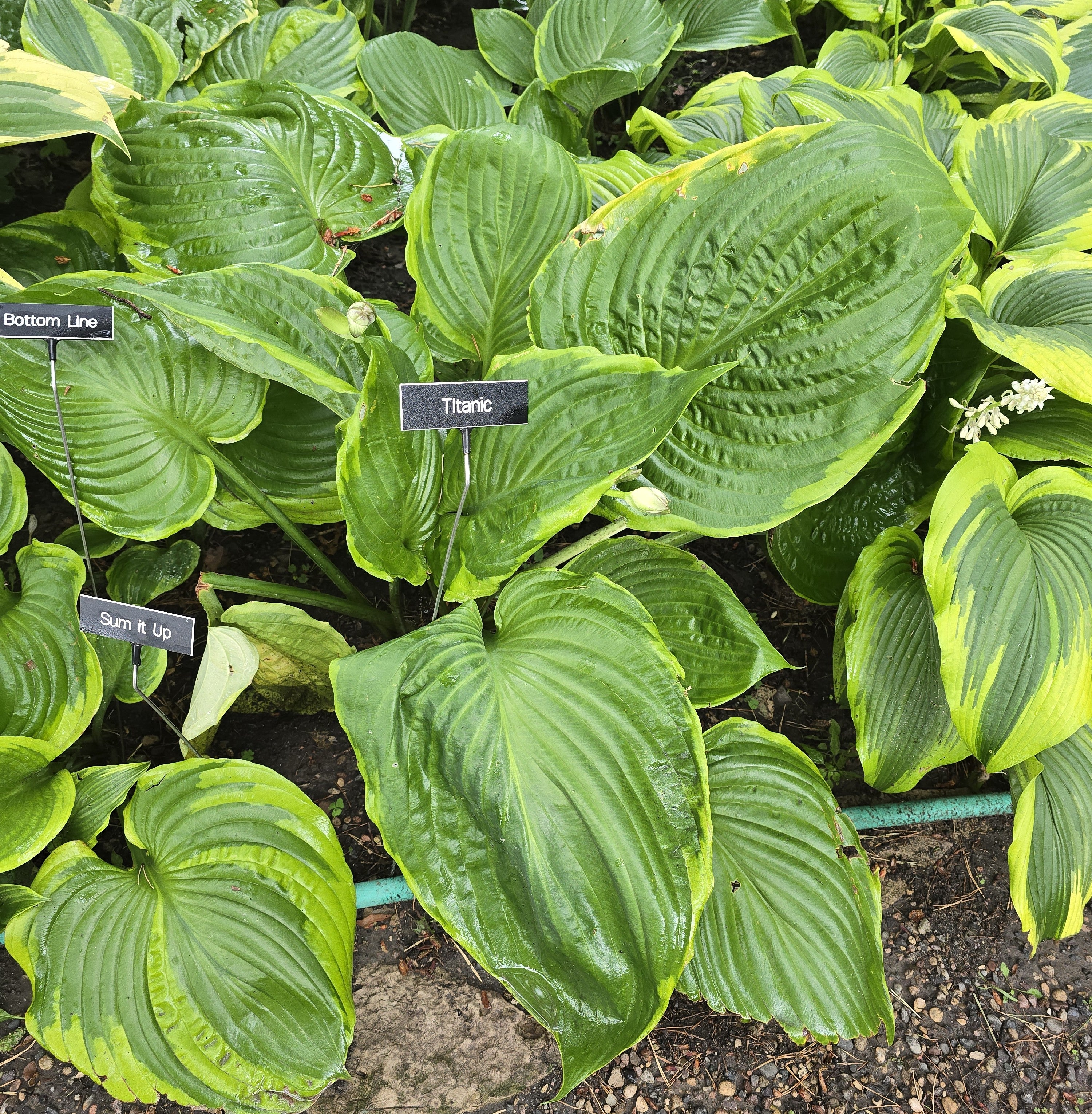 Hosta 'Titanic'