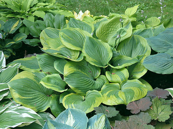 Hosta 'Titanic'