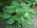 Hosta 'Titanic'