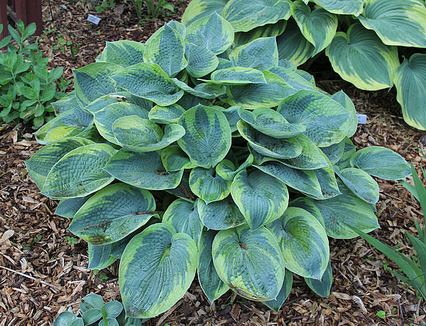 Hosta 'Tokudama Flavocircinalis'