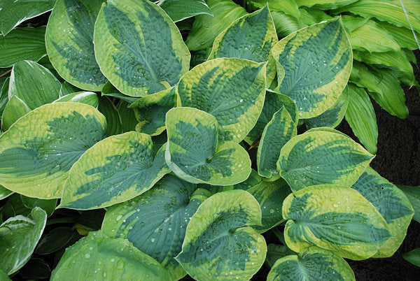 Hosta 'Tokudama Flavocircinalis'