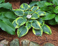 Hosta 'Tokudama Flavocircinalis'