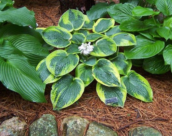 Hosta 'Tokudama Flavocircinalis'