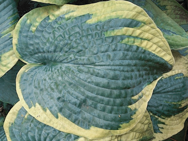 Hosta 'Tokudama Flavocircinalis'