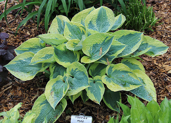 Hosta ‘Tootie Mae’