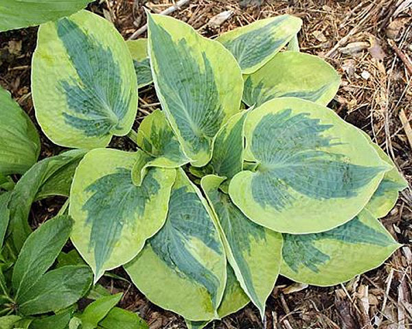 Hosta ‘Tootie Mae’