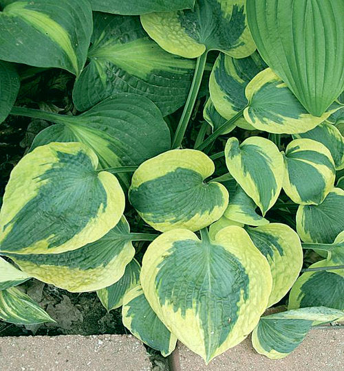 Hosta ‘Tootie Mae’