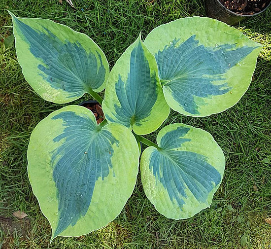 Hosta ‘Tootie Mae’