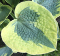Hosta ‘Tootie Mae’