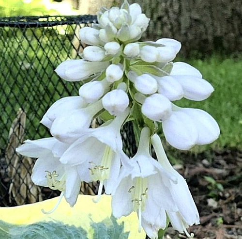 Hosta 'Tootie Mae'