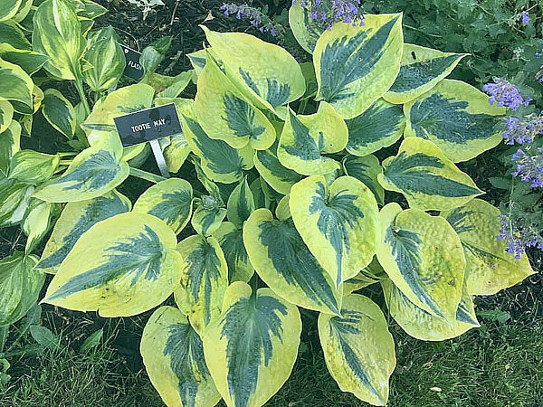 Hosta 'Tootie Mae'