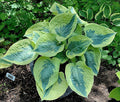 Hosta 'Tootie Mae'
