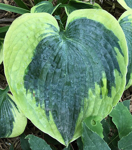Hosta 'Tootie Mae'