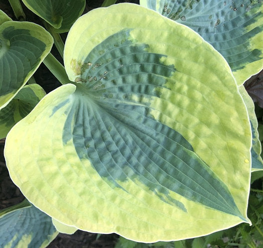 Hosta 'Tootie Mae'
