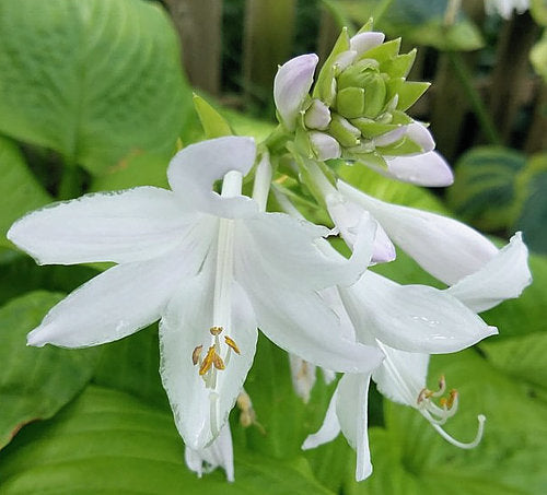 Hosta 'Tortilla Chip'