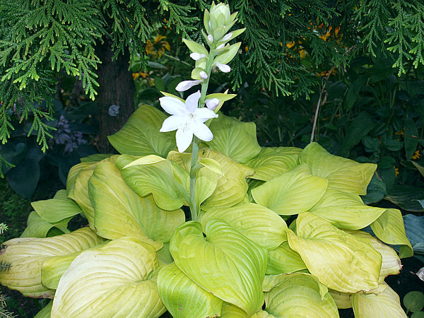 Hosta 'Tortilla Chip'
