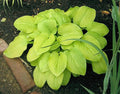Hosta 'Tortilla Chip'
