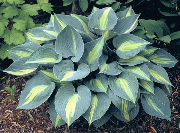 Hosta 'Touch of Class'
