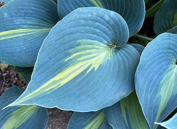 Hosta 'Touch of Class'