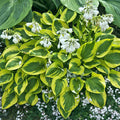 Hosta 'Tropical Storm'