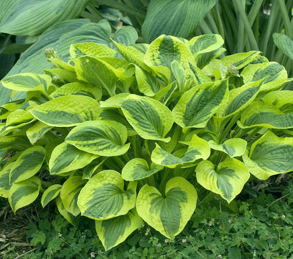 Hosta 'Tropical Storm'