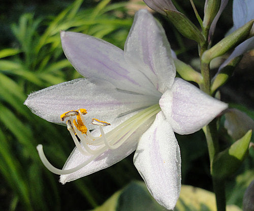 Hosta 'Twilight'