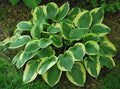 Hosta 'Twilight'
