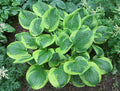Hosta 'Unforgettable'