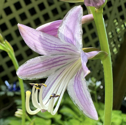 Hosta 'Urchin'